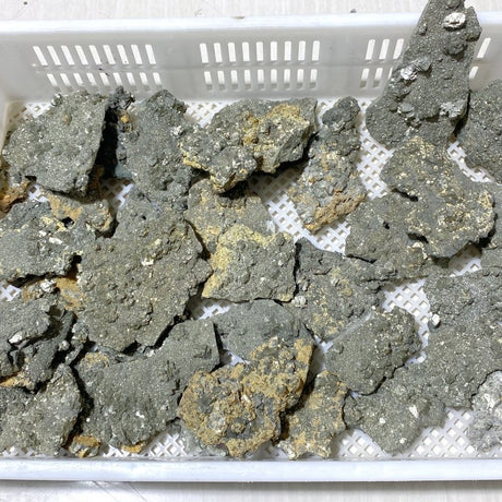 37 Pieces Raw Pyrite Stones (Sea Freight Only) -Wholesale Crystals
