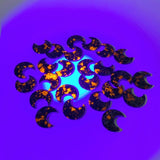 3CM Yooperlite Moon Wholesale(UV - Reactive) - Wholesale Crystals
