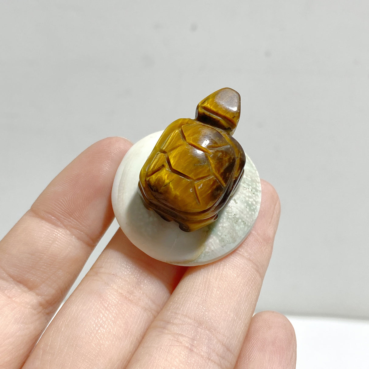 5 Types Mini Turtle On The Shell Fossil Wholesale Moss Agate Tiger Eye