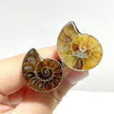 Natural Ammonite Fossil Conch Ring Wholesale - Wholesale Crystals