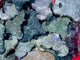 Moss Agate Ox Head Carving Wholesale