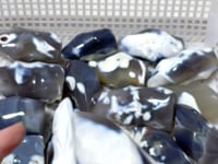 12 Pieces Black Orca Agate Flame Carving #1