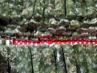 Clear Green Mica Point Wholesale