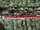 Clear Green Mica Point Wholesale