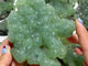 13 Pieces Beautiful Prehnite Mixed Green Tourmaline Raw Stone Specimen