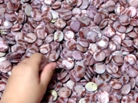 Aura Round Polished Shell Fossil Wholesale