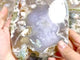 7 Pieces Beautiful Large Green Sakura Flower Agate Slab