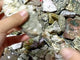 Rough Shape Polished 8th Vein Ocean Jasper Wholesale