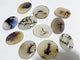 11 Pieces Natural Rare Scenic Dendritic Agate Stone