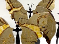 3 Pairs Septarian Butterfly Wing Carving With Stand #6