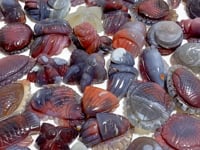 49 Pieces Africa Red Agate Sea Animals Carving