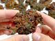 21 Pieces Raw Garnet Specimen For Collection