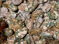 Rainforest Jasper Palm Stone Wholesale