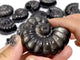 Silver Sheen Obsidian Conch Carving Wholesale
