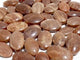 Sunstone Palm Stone Wholesale