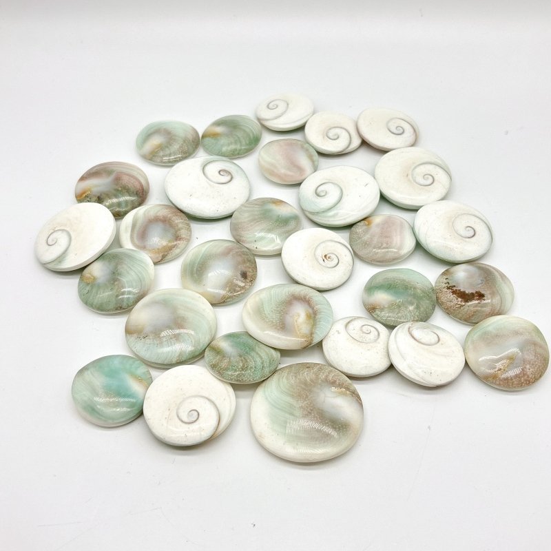 Round Polished Shell Fossil Wholesale - Wholesale Crystals