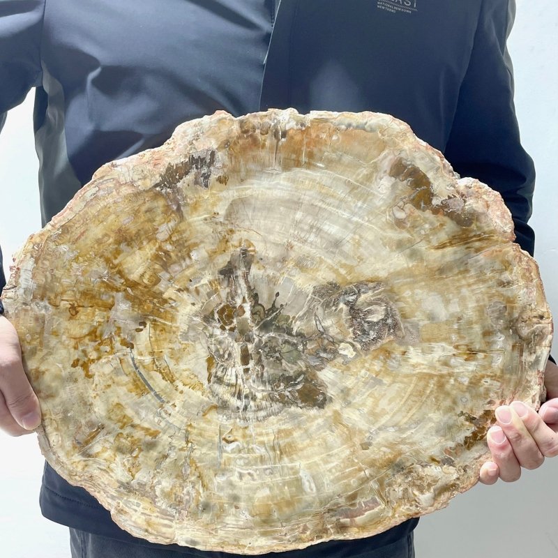 Very Large Petrified Wood Slab For Collection - Wholesale Crystals